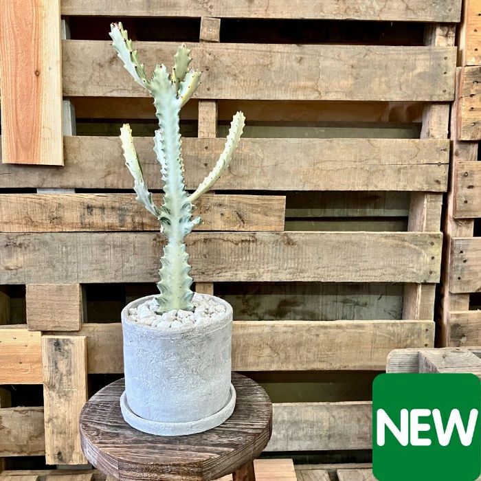 観葉植物現品販売