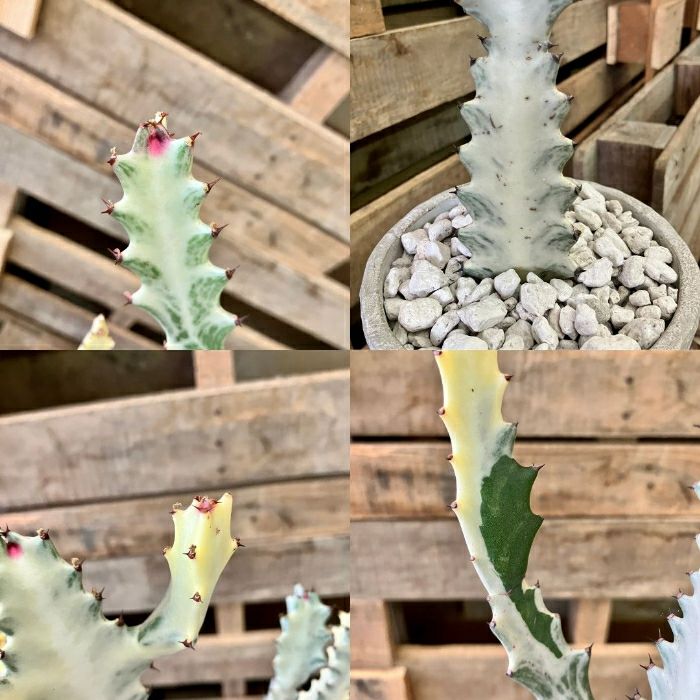 観葉植物現品販売