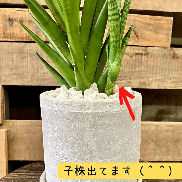観葉植物現品販売