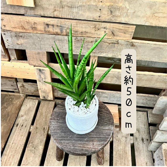 観葉植物現品販売