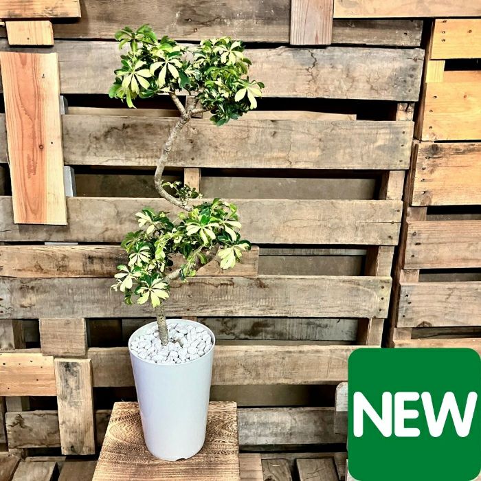 観葉植物現品販売