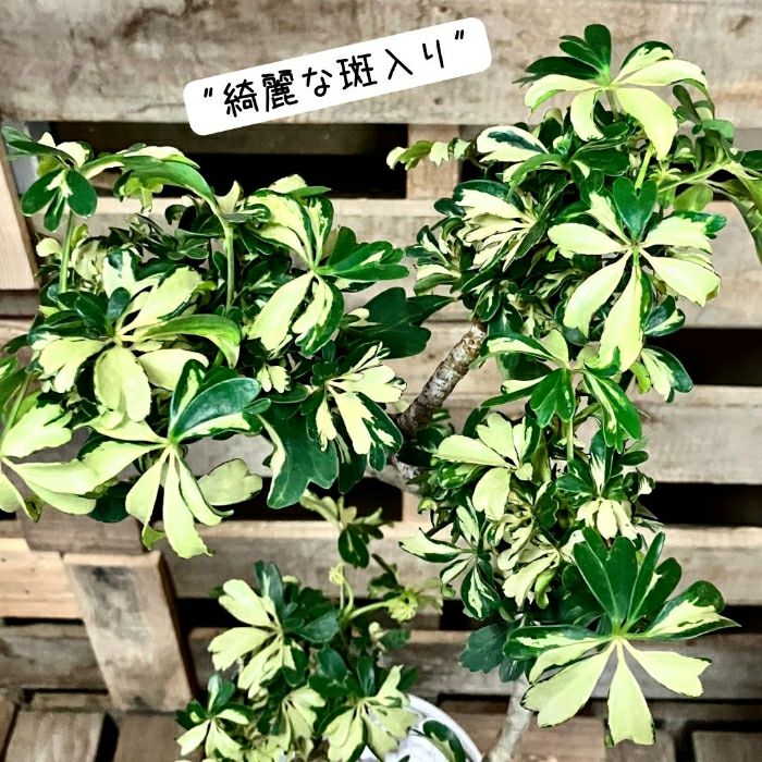 観葉植物現品販売