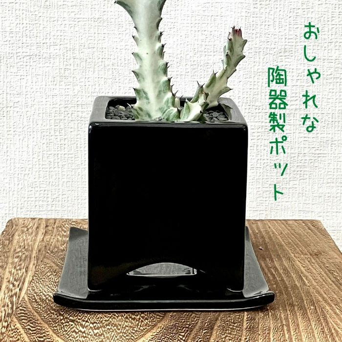 観葉植物現品販売