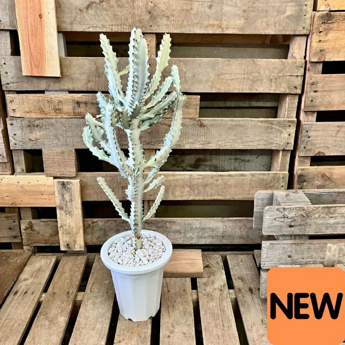 観葉植物 【1点もの】☆現品・新品☆ 希少 ユーフォルビア ホワイト