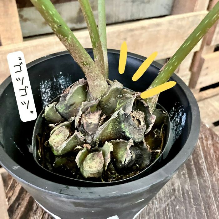 観葉植物現品販売