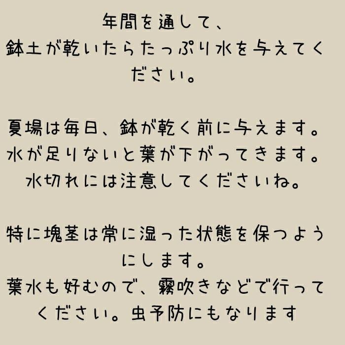 観葉植物現品販売