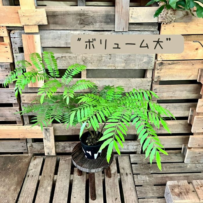 観葉植物現品販売