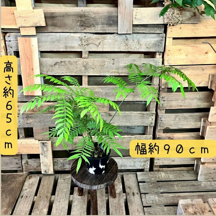 観葉植物現品販売