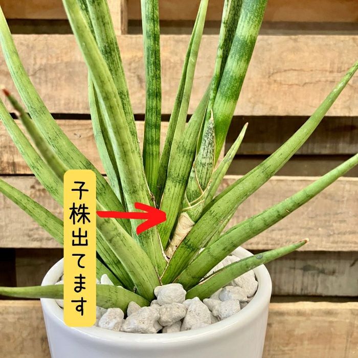 観葉植物現品販売