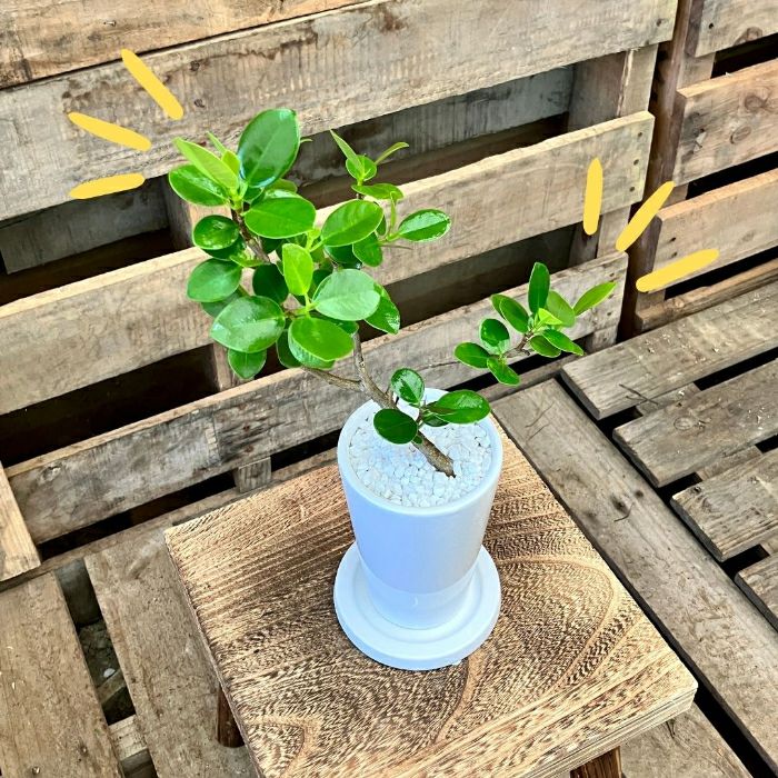 観葉植物現品販売