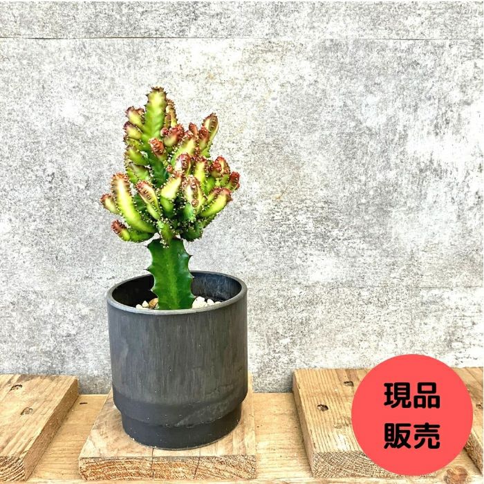 ユーフォルビア ラクテア 石化 ユーフォルビア ラクテア綴化 Euphorbia
