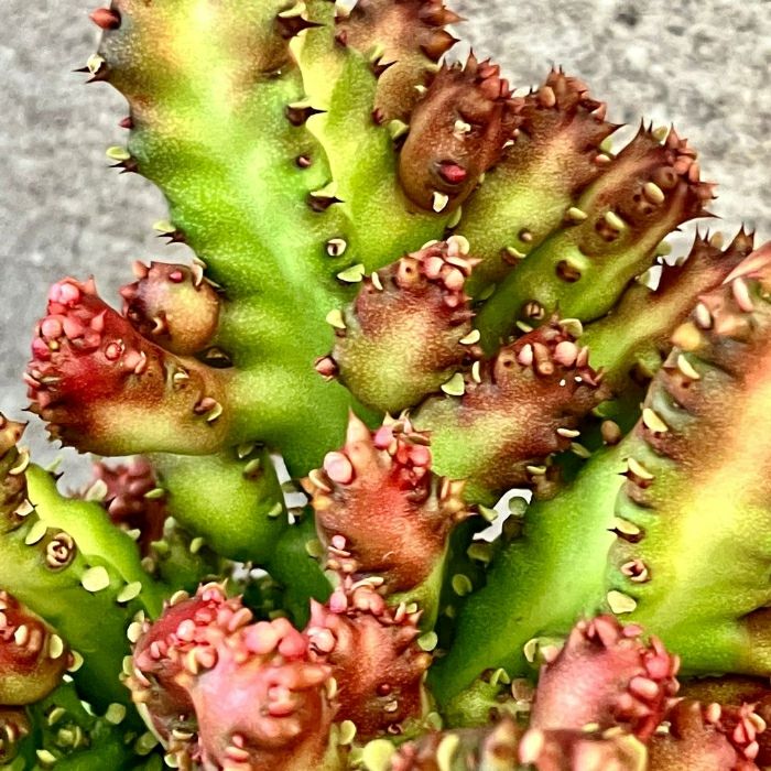 観葉植物現品販売