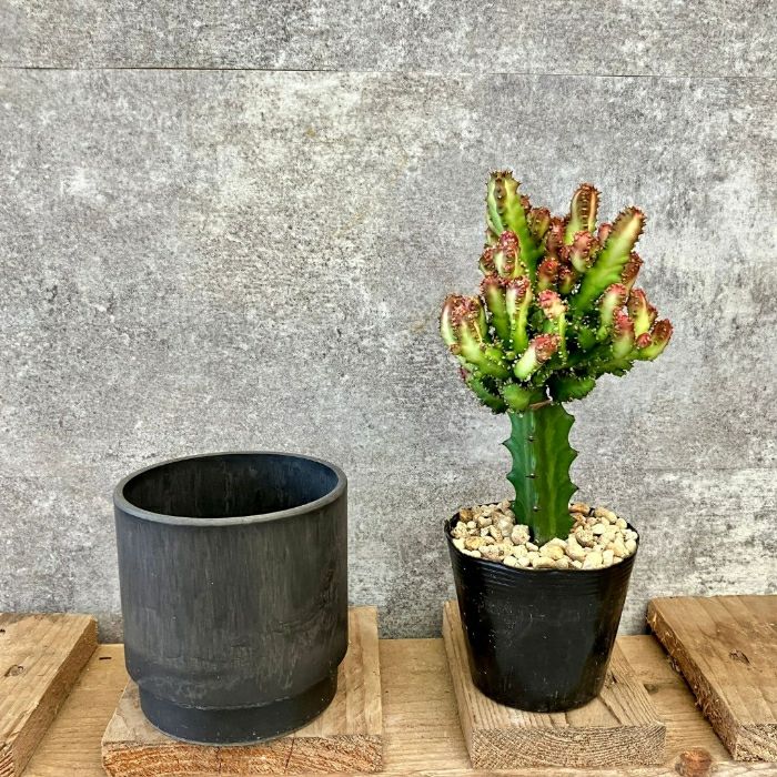 観葉植物現品販売