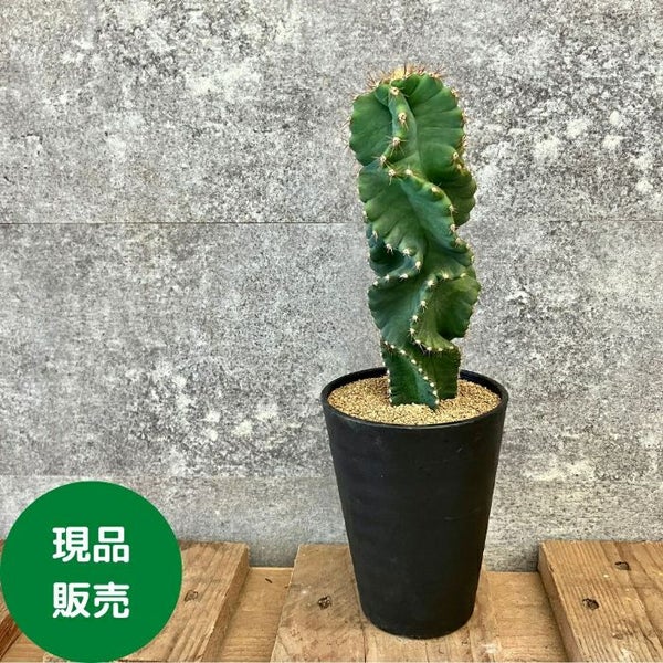 ☆現品・新品☆【希少種】セレウス・ペルビアナス・スピラリス