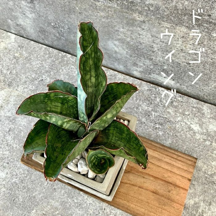 観葉植物現品販売