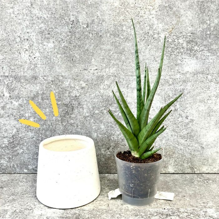 観葉植物現品販売