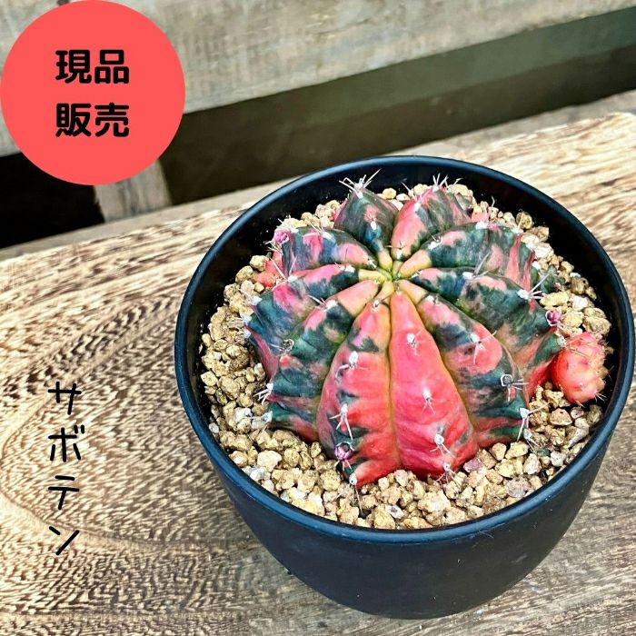 ☆現品 新品☆多肉植物 サボテン ギムノカリキウム ミハノビッチ