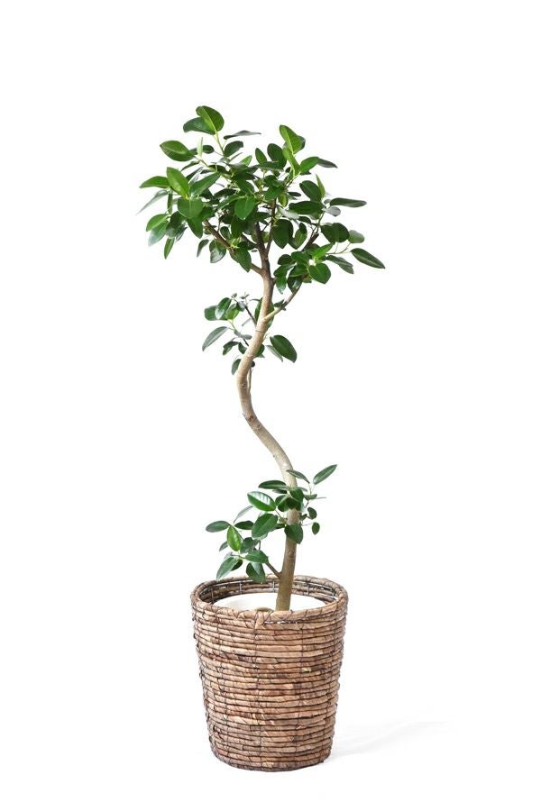 フランスゴム フィカス・ルビギノーサ 7号鉢 曲がり樹形 観葉植物 本物