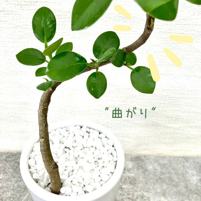 観葉植物現品販売