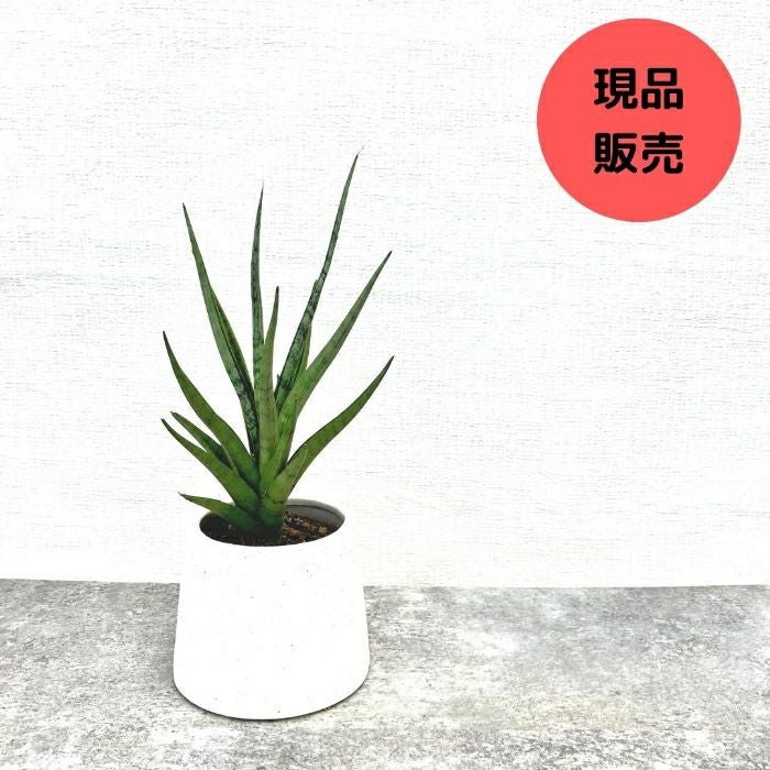 観葉植物現品販売