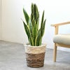 サンスベリア・ローレンティー 7号鉢 3種類から選べる鉢カバー付 観葉植物