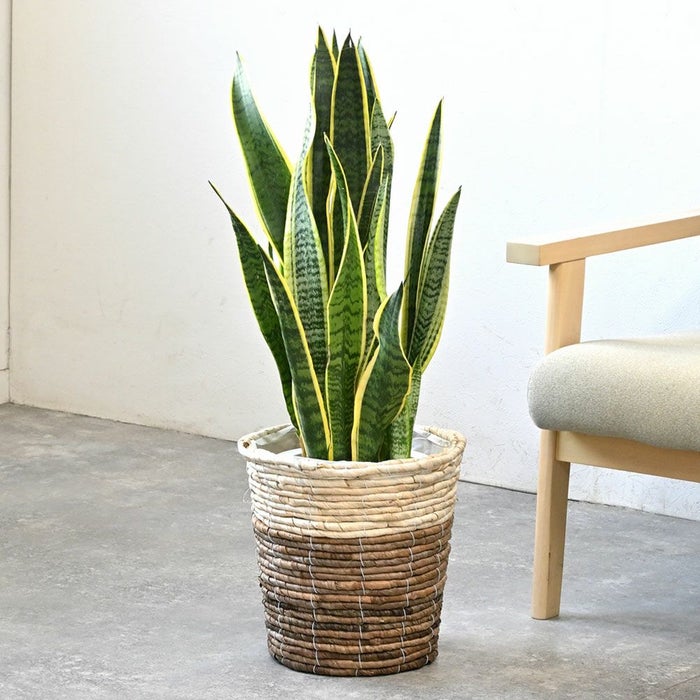 サンスベリア・ローレンティー 7号鉢 3種類から選べる鉢カバー付 観葉植物