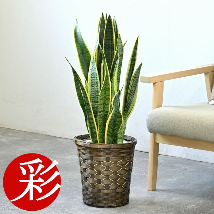 サンスベリア・ローレンティー 7号鉢 3種類から選べる鉢カバー付 観葉植物