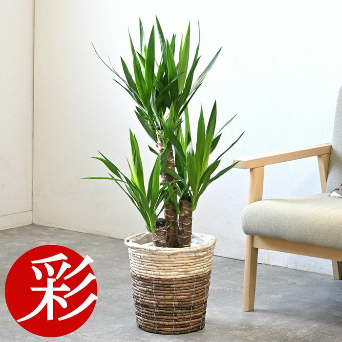 ユッカ・エレファンティペス 7号鉢 3種類から選べる鉢カバー付 観葉植物