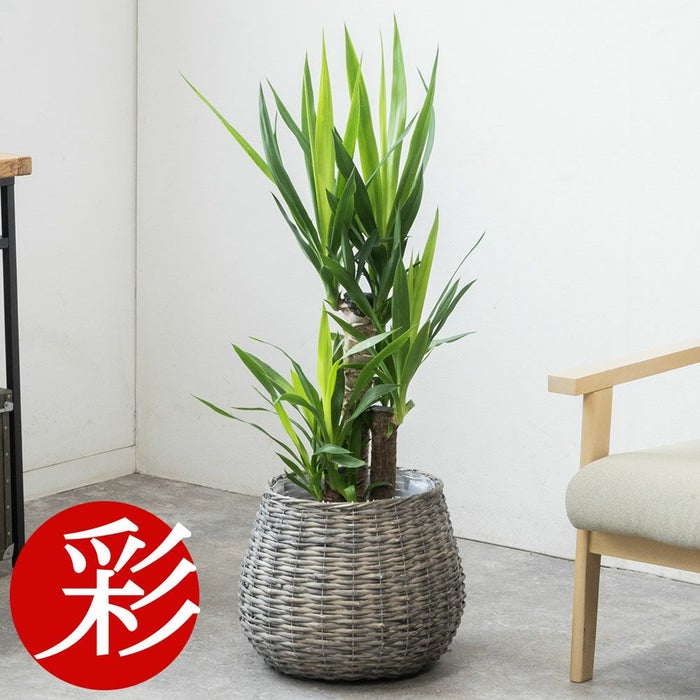 ユッカ・エレファンティペス 7号鉢 3種類から選べる鉢カバー付 観葉植物