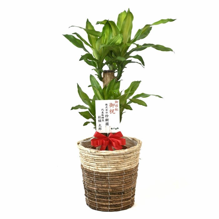 幸福の木（ドラセナ・マッサンゲアナ） 7号鉢 3種類から選べる鉢カバー付 観葉植物