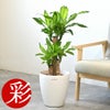 幸福の木（ドラセナ・マッサンゲアナ） 7号鉢 3種類から選べる鉢カバー付 観葉植物