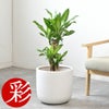 幸福の木（ドラセナ・マッサンゲアナ） 7号鉢 3種類から選べる鉢カバー付 観葉植物