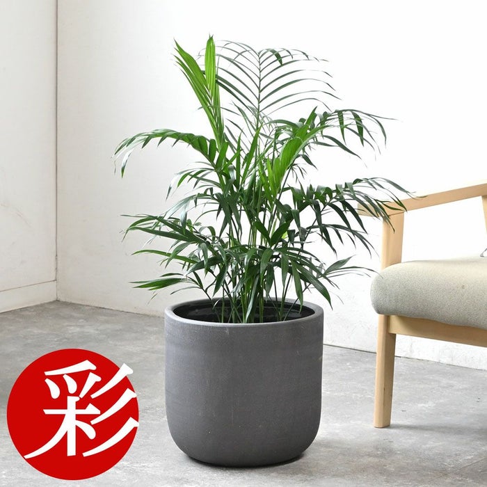 メキシコ ケンチャヤシ 7号鉢 3種類から選べる鉢カバー付 観葉植物