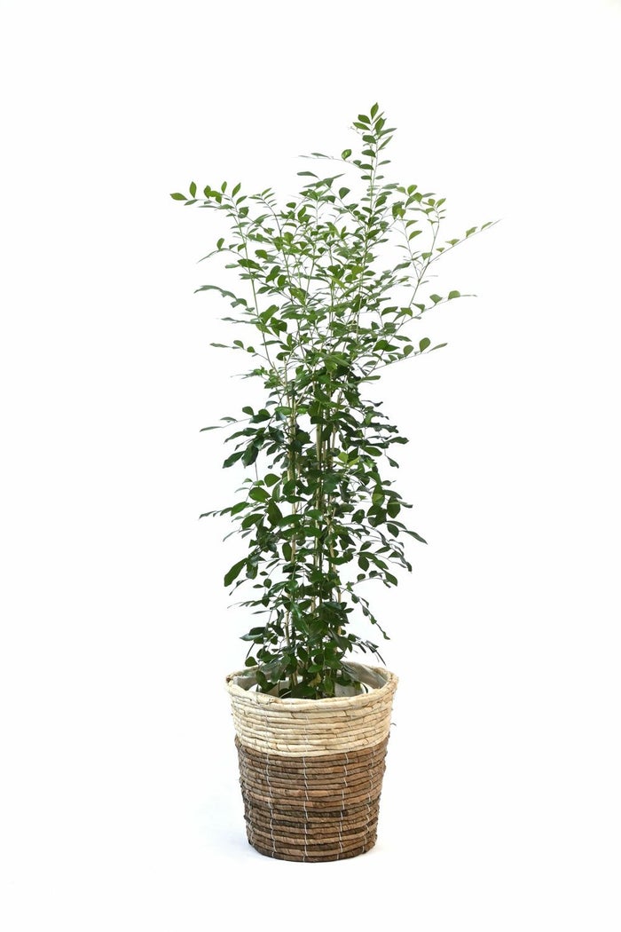 シルクジャスミン ゲッキツ 7号鉢 3種類から選べる鉢カバー付 観葉植物