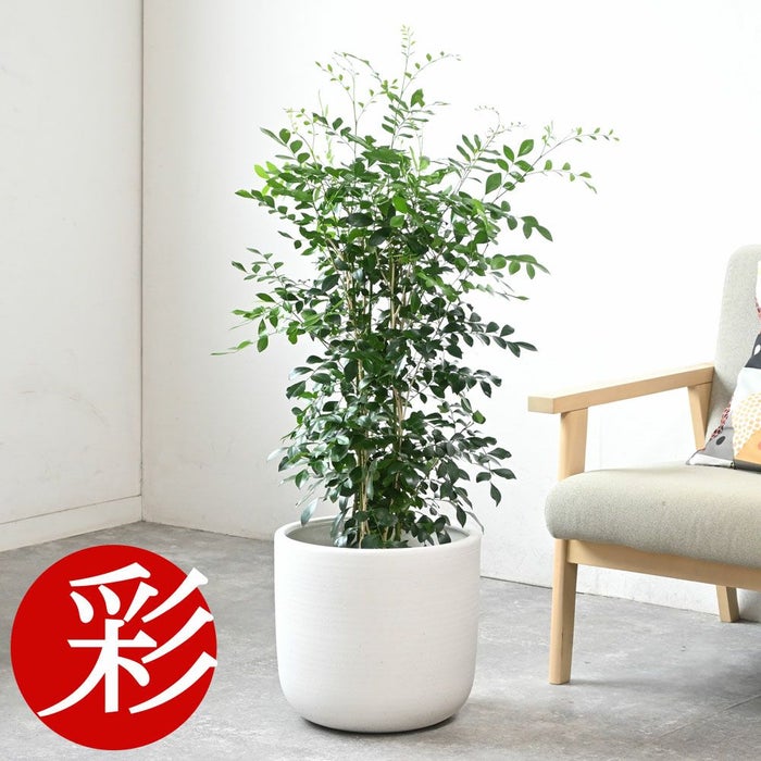 シルクジャスミン ゲッキツ 7号鉢 3種類から選べる鉢カバー付 観葉植物