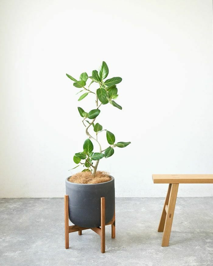 フィカス・ベンガレンシス ベンガルボダイジュ 7号鉢 陶器ポット (ルーケト) 鉢カバー付き 観葉植物