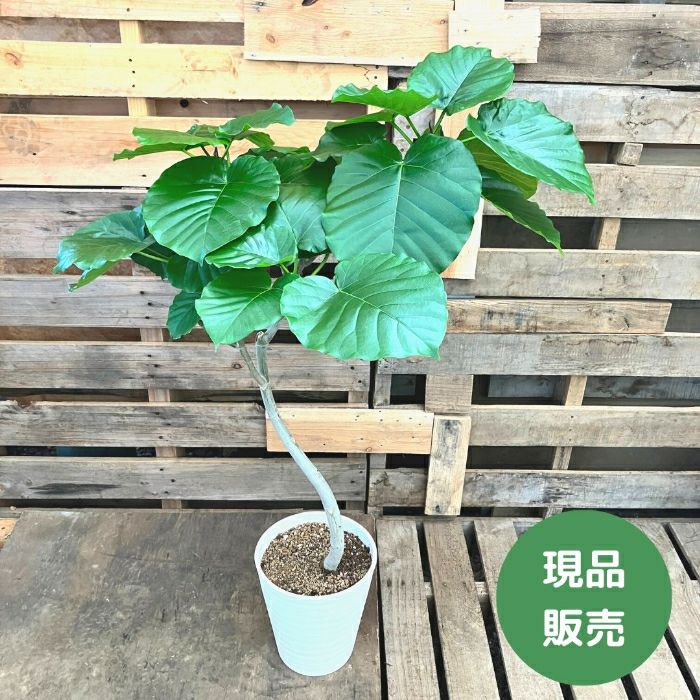 観葉植物現品販売
