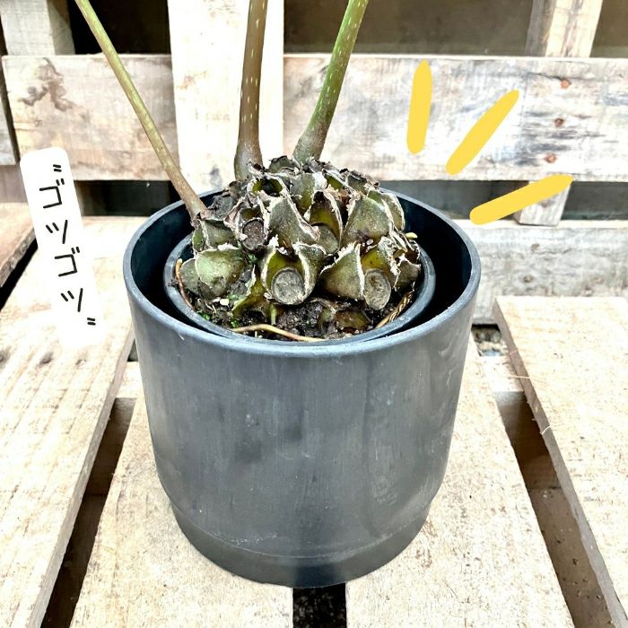 観葉植物現品販売