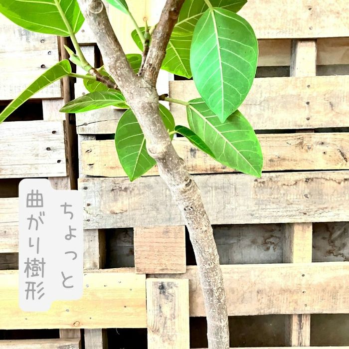 観葉植物現品販売