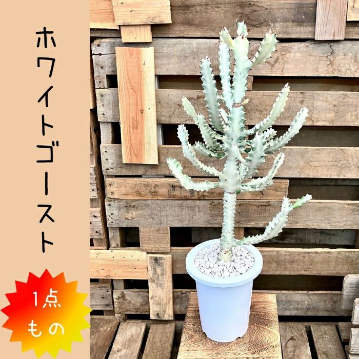 観葉植物現品販売