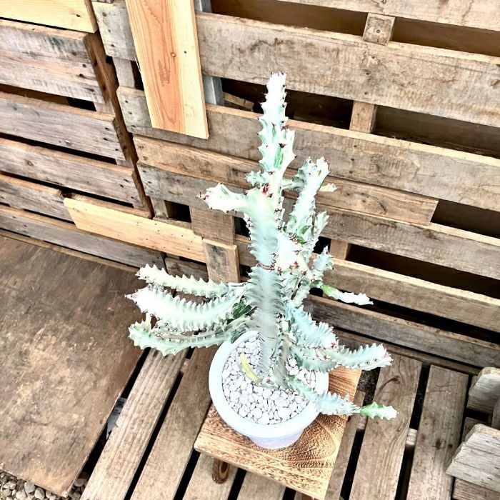 観葉植物現品販売