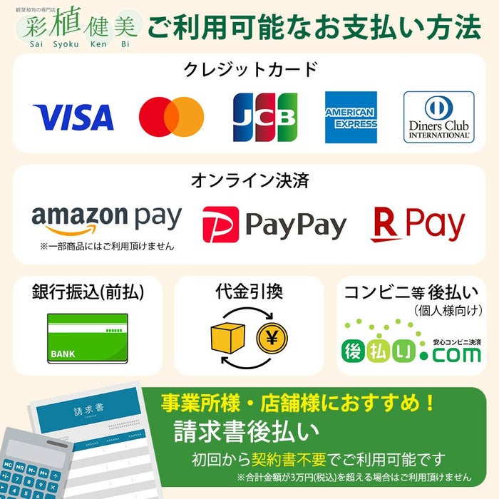 観葉植物現品販売