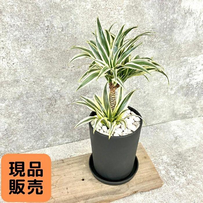 現品・新品】希少品種 ドラセナ・チャヤ 観葉植物