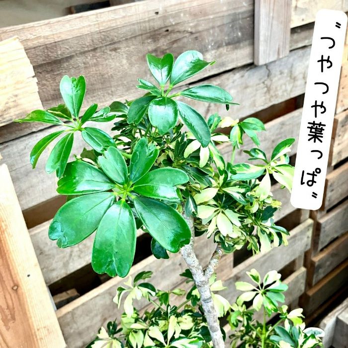 観葉植物現品販売