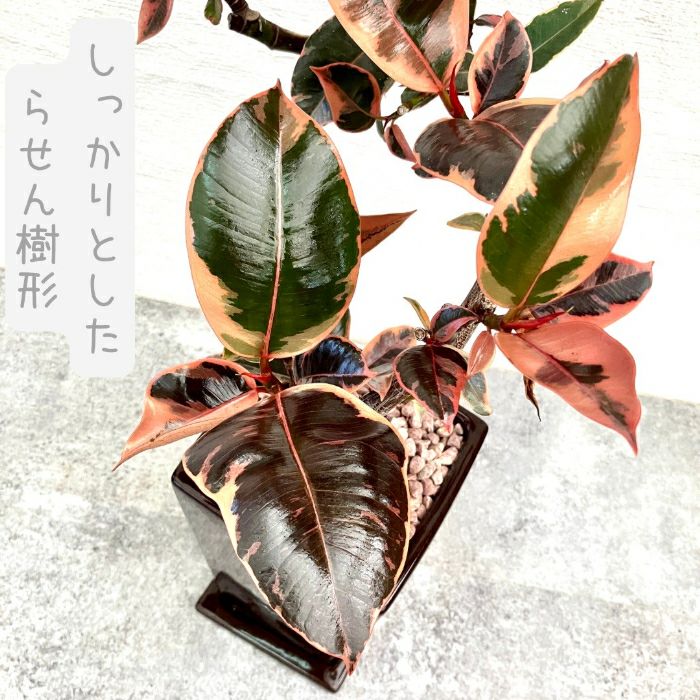 観葉植物現品販売