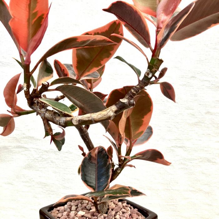 観葉植物現品販売