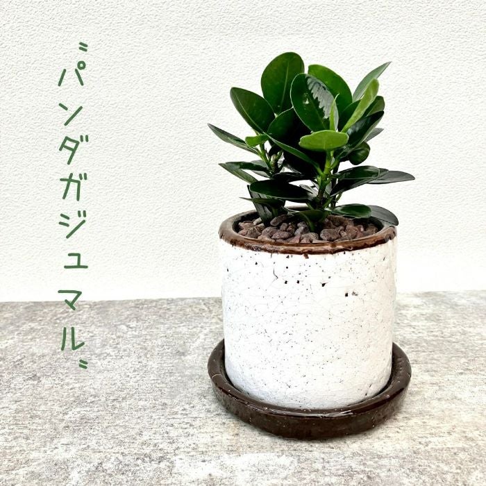 観葉植物現品販売