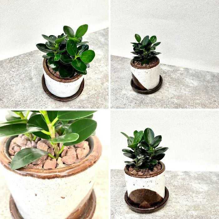 観葉植物現品販売