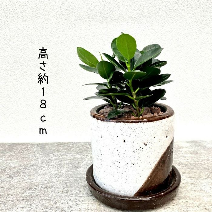 観葉植物現品販売