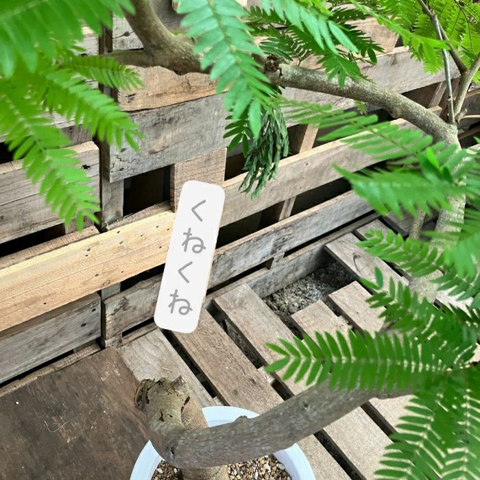 観葉植物現品販売